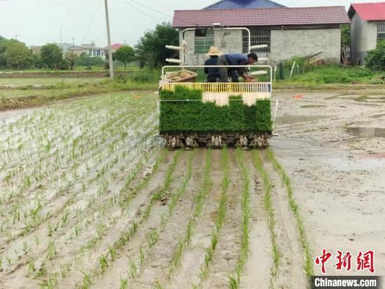 长沙大力推广水稻机插机抛作业 有序推进春耕生产