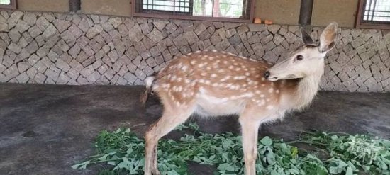 良渚古城遗址公园迎来了今年第一只鹿宝宝，你想给它<em>取什么名字</em>...