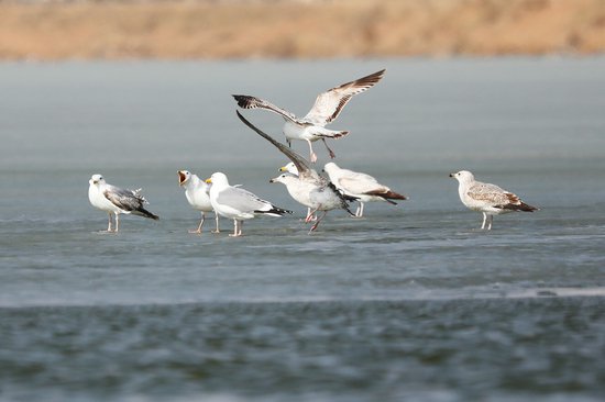 河北康保：西伯利亚银鸥飞回康巴诺尔湖