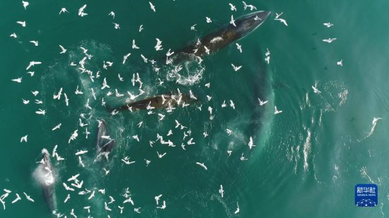 通讯：跨越<em>山海的</em>“鲸”喜——中泰两国科研人员携手保护布氏鲸