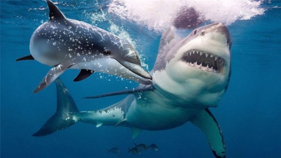 鲨鱼是海中狼，海豚是微笑天使，为<em>救人类</em>它驱赶鲨鱼