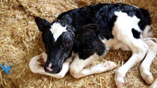 浙产首例遗传改良“胚胎牛”在泰顺云岚牧场诞生