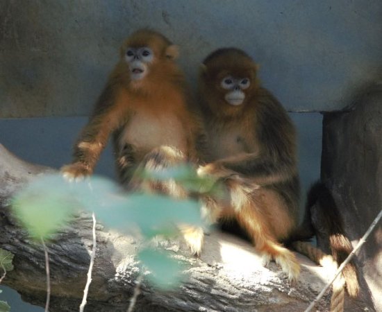 武汉动物园“五小只”金丝猴有名字了！