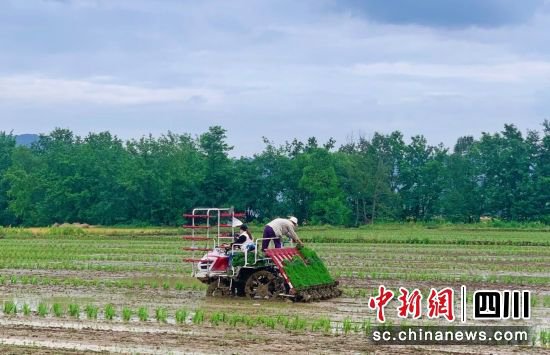 2024年梓潼县计划种植水稻制种3.3万亩