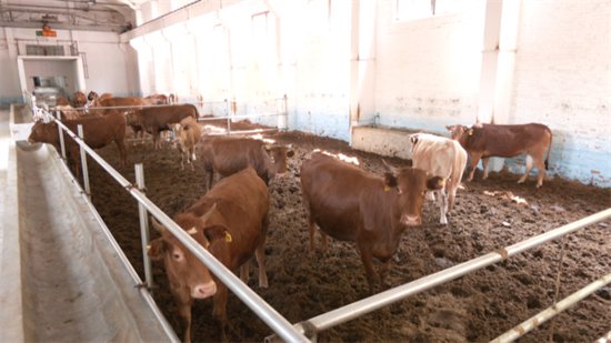 安顺经开区：“二八模式”助力肉牛养殖户致富增收-新华网