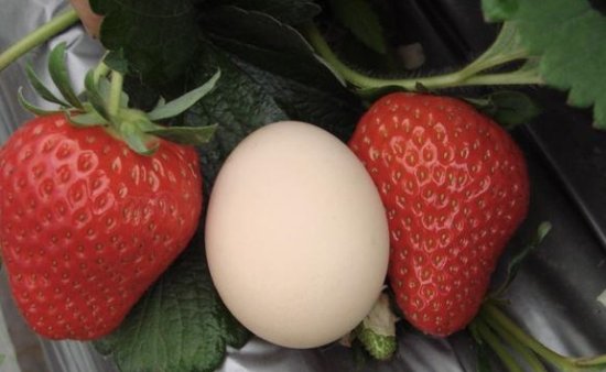 “<em>草莓</em>”种花盆上，“鸡蛋壳”埋在土壤里，果实更多，能吃7天！