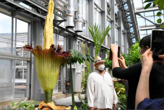 世界上最大的花朵在京都植物园开放 臭气熏人难挡游客参观热情
