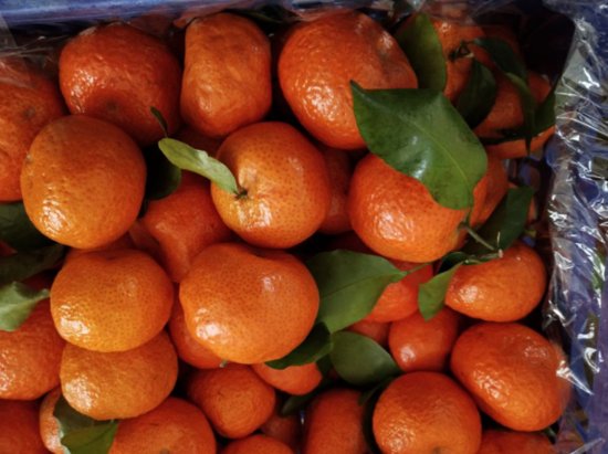 柑橘树<em>冬季能修剪吗</em>？低温是否有影响？