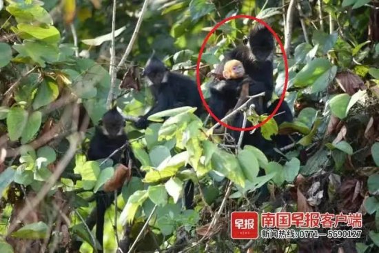 它是<em>夏天出生</em>的！广西西大明山保护区频现黑叶猴幼崽