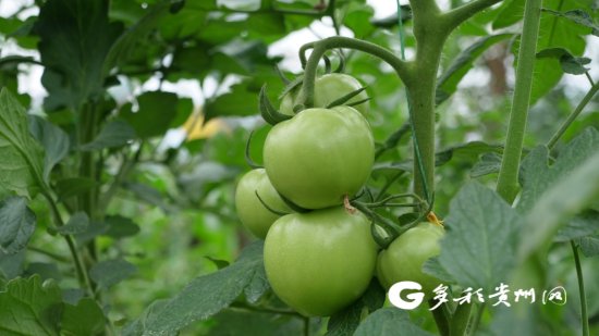 罗甸：农技护航 28万亩早春蔬菜陆续“抢鲜”上市