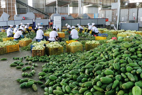 横州市：党建赋能助推木瓜产业高质量发展
