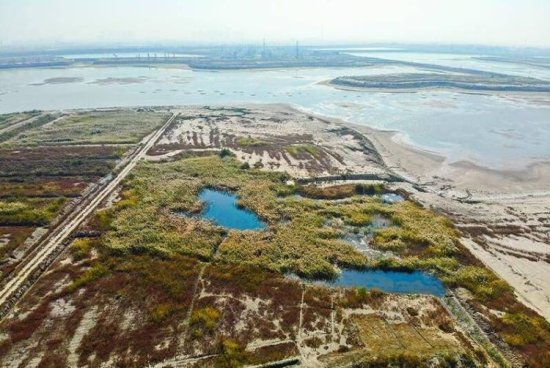 河北盐沼湿地植被覆盖面积增加1倍多