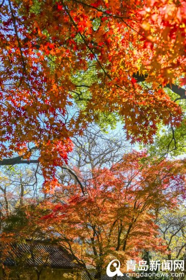 青岛：崂山<em>太清宫</em>枫叶正红 欣赏冬天里的秋天