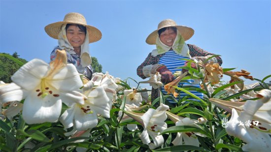 新品种甜百合“兴旺”通过官方鉴定 将在渌口区三旺村规模化种植