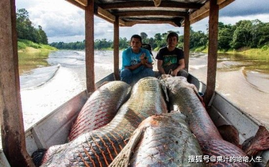 亚马逊河里<em>最大的</em>鱼，200斤，6米长<em>的巨骨舌鱼</em>，已学会呼吸空气
