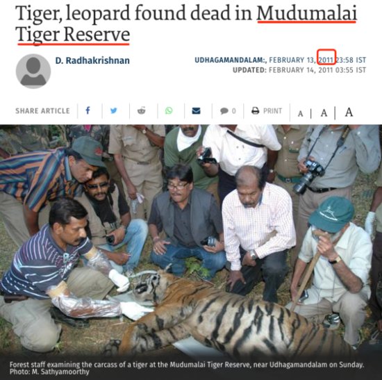 印度发生虎豹大战，结果没有悬念，什么情况下豹子能杀死老虎？