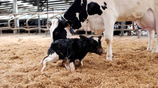 浙产首例遗传改良“胚胎牛”在泰顺云岚牧场诞生