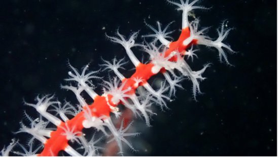 澳大堡礁珊瑚培育项目取得重大突破<em> 人工种植</em>珊瑚四年来首次产卵