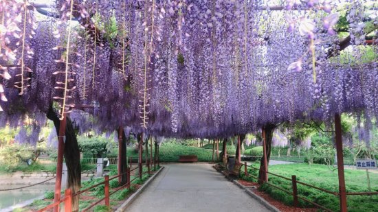 紫藤静静盛开 诉说她的花语～坚韧勇敢！ 丨 公园特色植物区