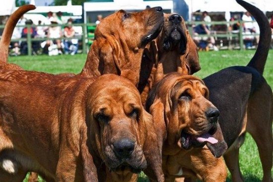 10种最容易发臭的狗狗，第一也是没谁了！