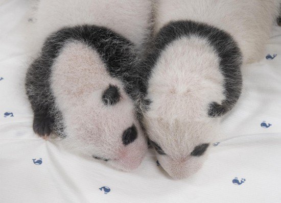 韩国网友<em>给</em>熊猫<em>双胞胎起</em>了3万个名字 有人提议叫“姜宝”和“宋...