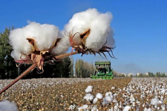 带头抵制新疆棉花的BCI，究竟是个什么组织？