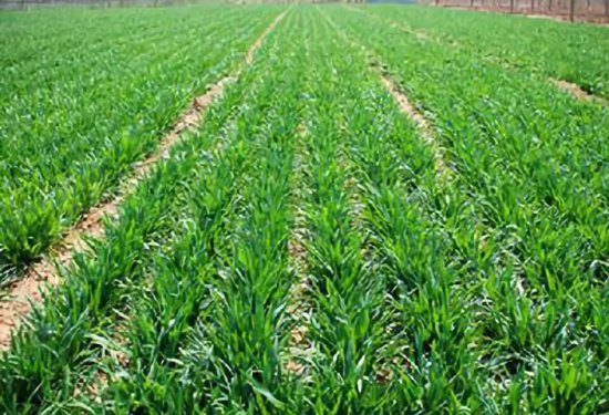 小麦返青肥，用<em>什么肥料好</em>？每亩<em>施</em>多少？记住这些错不了！
