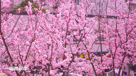 春暖花开四月天，新泾的春景美翻天！