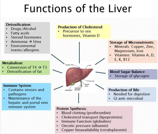 人体器官肝脏可以“再生”吗？它的<em>结构</em>、功能、工作原理<em>是什么</em>...