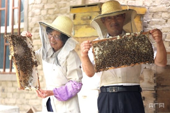 乡村振兴“新”面貌|枣树下养殖<em>蜜蜂</em> 酿出甜蜜生活