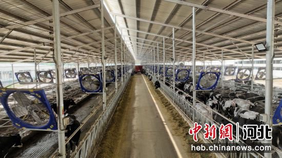 河北蠡县<em>家庭牧场</em>项目投产 预计年产合格鲜牛奶2.3万吨