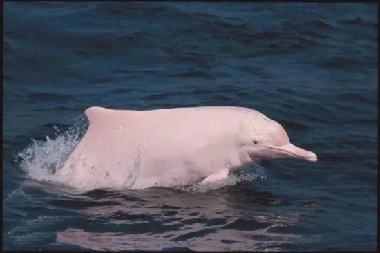 萌翻了！深圳湾附近海域再现白海豚