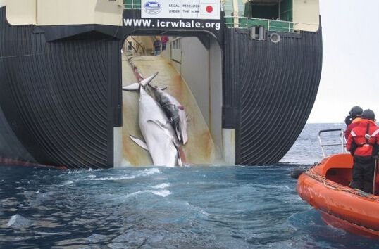 <em>日本残忍</em>捕杀鲸鱼只为科研需要 是真是假？