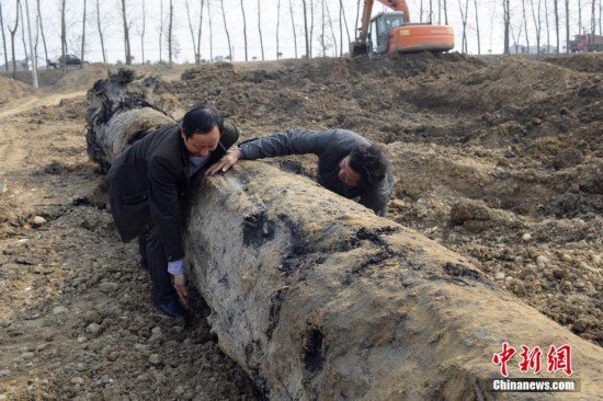 湖北一村民挖出大量<em>阴沉木</em> 最大一棵长25米