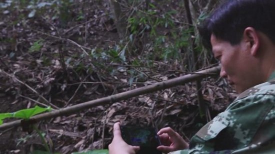 湖南绥宁：黄桑发现一处国家二级保护植物八角莲小群落