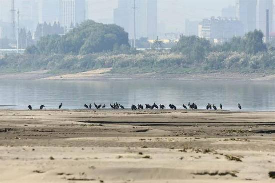 一级珍稀<em>保护鸟类</em>黑鹳群落连续10年报到 武汉越冬候鸟进入高峰期