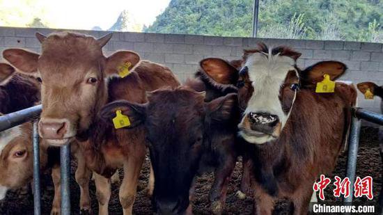 广西德保民众开展肉牛养殖“犇”富路