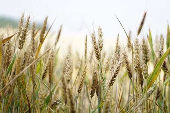 美国科学院公布：未来农业发展的五大方向