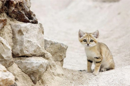 撒哈拉沙漠一种长不大<em>的猫</em>，捕蛇时比兔狲还<em>凶猛</em>，爱挖洞埋食物