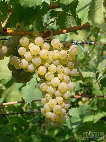 除了雷司令，德国还有<em>哪些葡萄品种</em>种植面积最广？