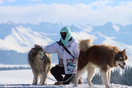 <em>看图</em>！阿拉斯加雪橇犬入驻喀拉峻野雪公园~