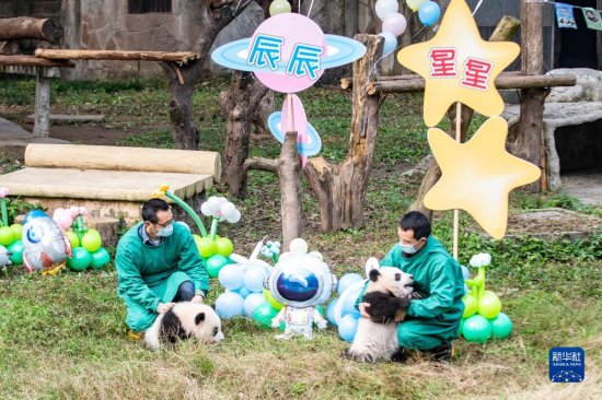 重庆动物园为两对大熊猫<em>双胞胎宝宝</em>举行命名活动
