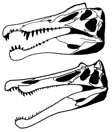 水下恐龙杀手的外形又有变化！尾巴像鳗鱼，嘴像白鹭