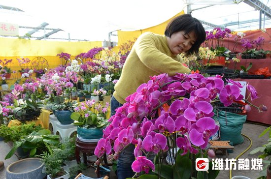 山东潍坊：迎新年，花卉饰品销售旺