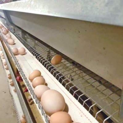 鸡蛋中的plus！<em> 商丘</em>一养鸡场惊现“蛋中蛋”重达175克