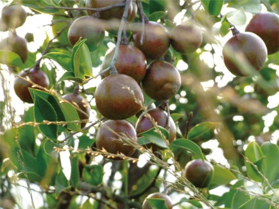 澄迈新增"澄迈无籽蜜柚"和"澄迈山柚油"2件国家地理标志