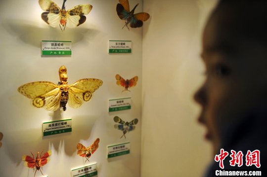 探访石家庄“昆虫世界”2944种国内外昆虫标本争艳亮相