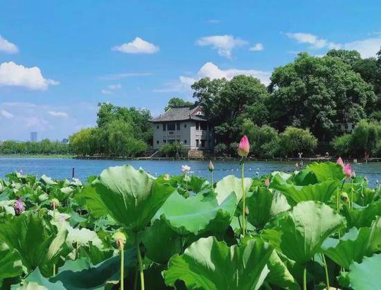 张建庭：西湖植物景观是一幅优美画卷