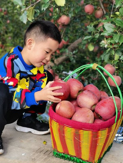 “金果”飘香乡村兴旺 ——昭通市培育壮大苹果特色产业发展综述