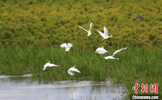 百余只白琵鹭集群抵达候鸟南归中国境内第一站——额尔古纳